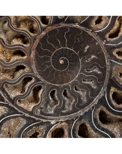 Ammonite Cleoniceras Nera