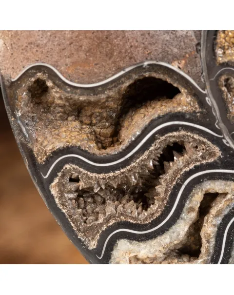 Ammonite Cleoniceras Nera