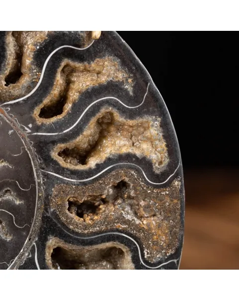 Ammonite Cleoniceras Nera