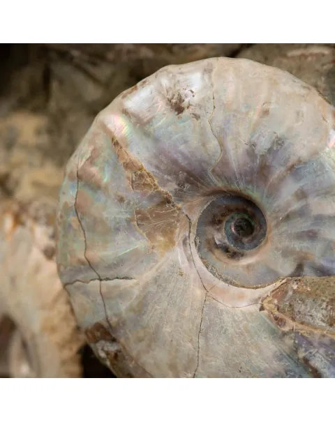 Gruppo di Ammoniti e Nautilus