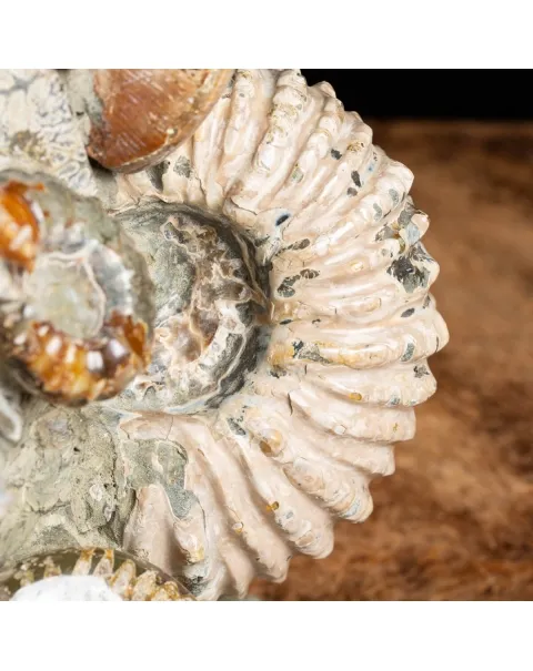 Gruppo di Ammoniti e Nautilus