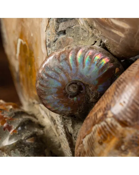 Gruppo di Ammoniti e Nautilus