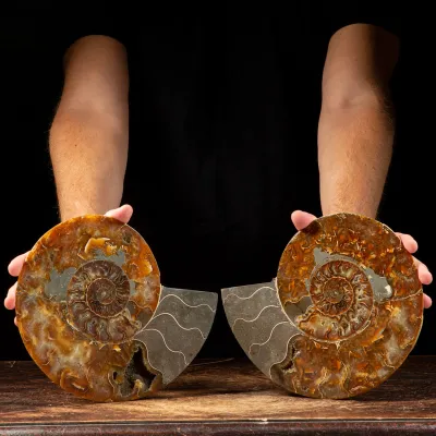 Ammonite Cleoniceras