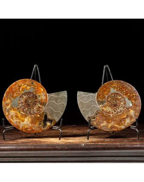 Ammonite Cleoniceras