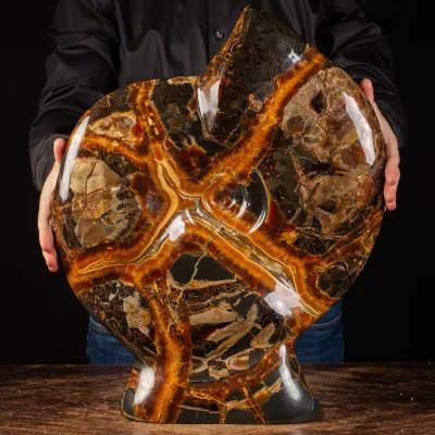 Ammonite Craspedodiscus Discofalcatus