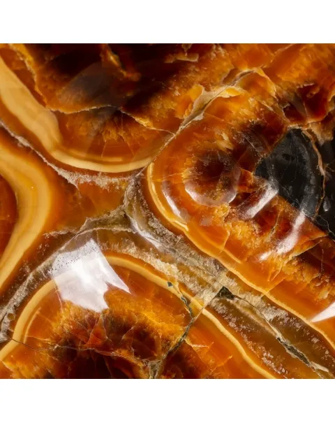 Ammonite Craspedodiscus Discofalcatus