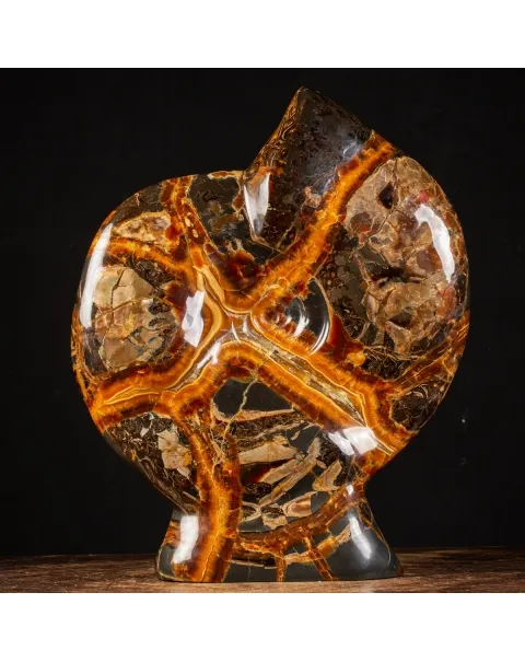 Ammonite Craspedodiscus Discofalcatus