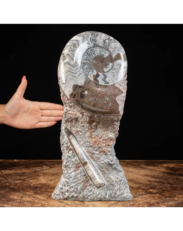 Ammonite Goniatite