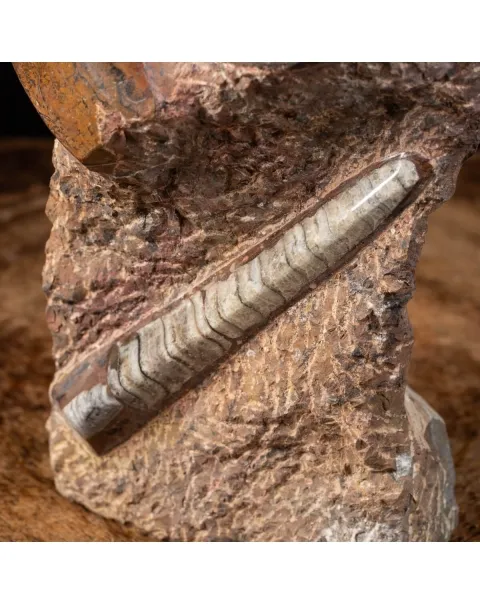 Ammonite Goniatite