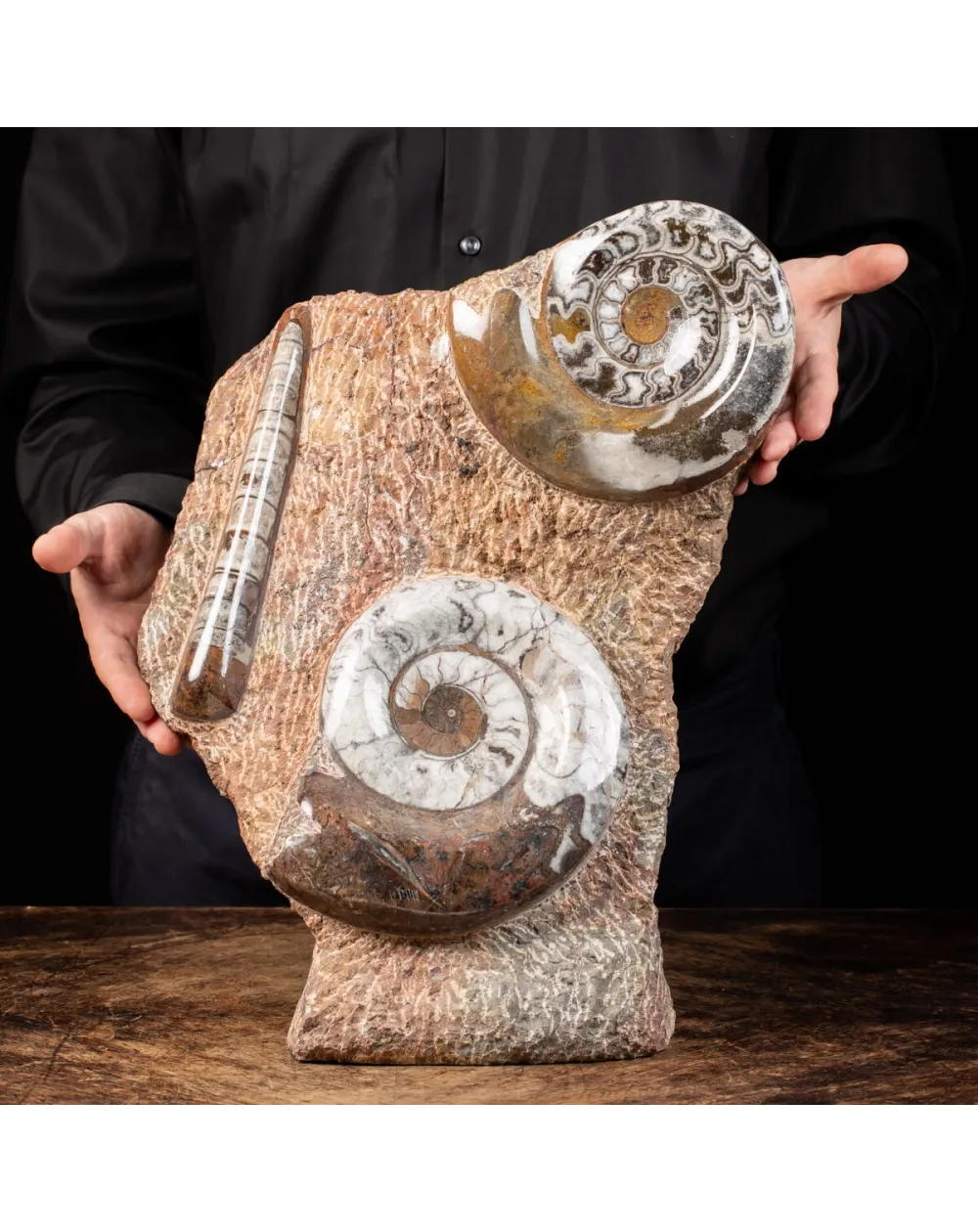Ammonite Goniatite