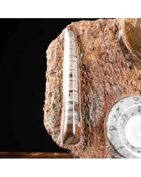 Ammonite Goniatite