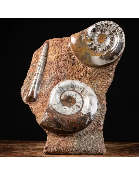Ammonite Goniatite