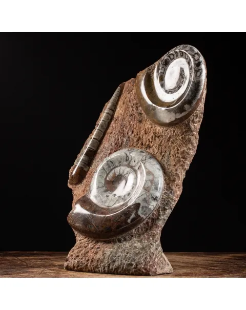 Ammonite Goniatite