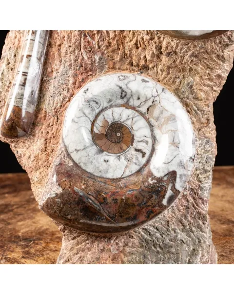 Ammonite Goniatite
