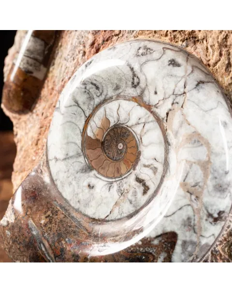 Ammonite Goniatite