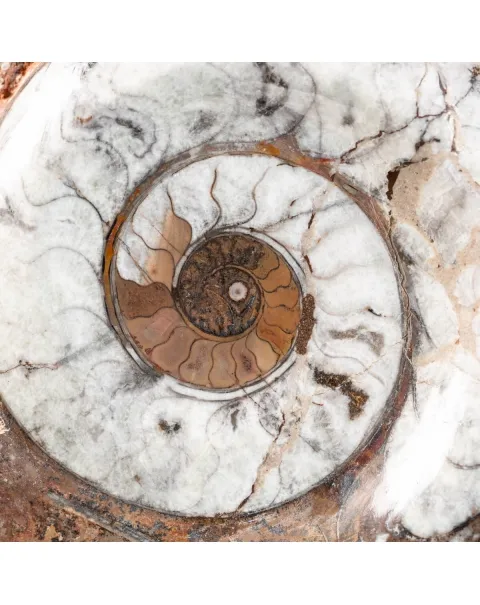 Ammonite Goniatite