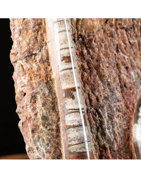 Ammonite Goniatite
