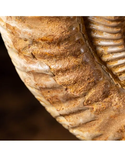 Ammonite Douvilleiceras