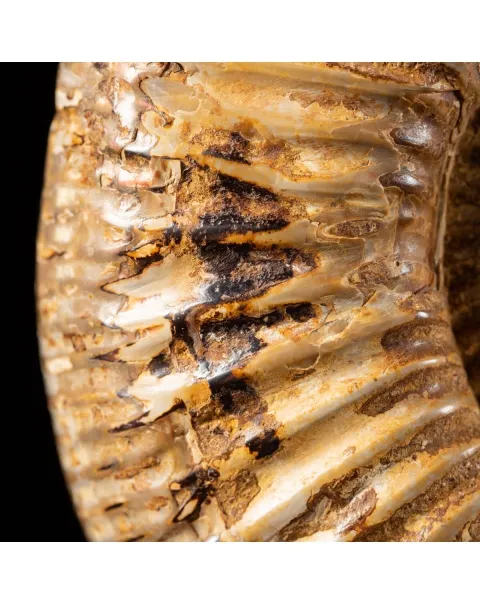 Ammonite Douvilleiceras