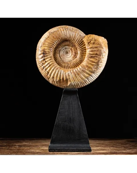 Ammonite Douvilleiceras