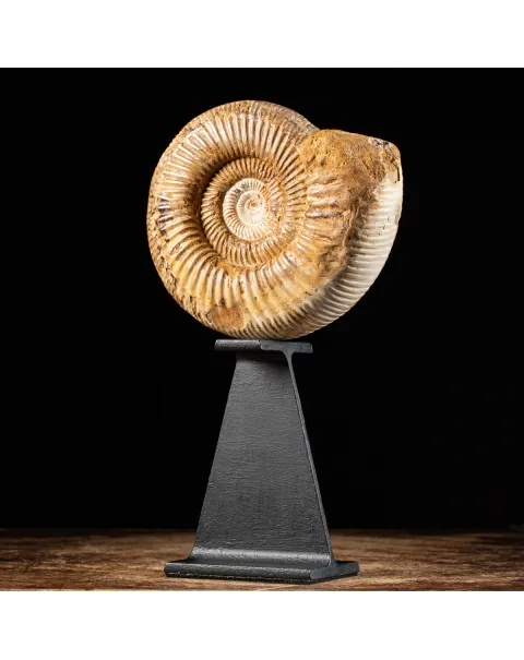 Ammonite Douvilleiceras