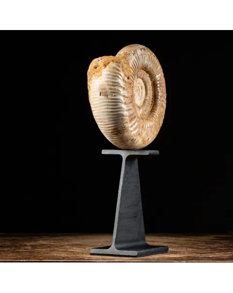 Ammonite Douvilleiceras