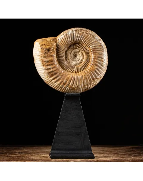 Ammonite Douvilleiceras
