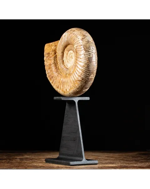 Ammonite Douvilleiceras