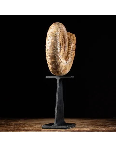 Ammonite Douvilleiceras