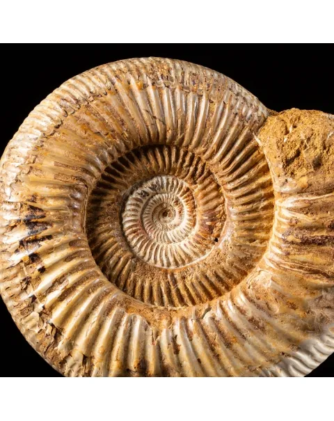 Ammonite Douvilleiceras