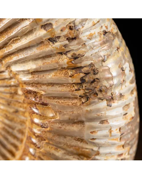 Ammonite Douvilleiceras