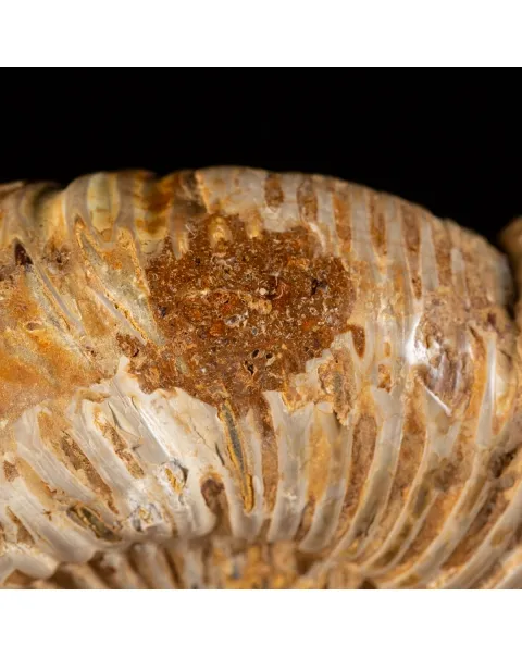 Ammonite Douvilleiceras