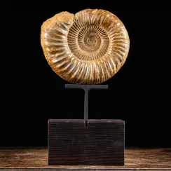 Ammoniti Perisphinctes (8)
