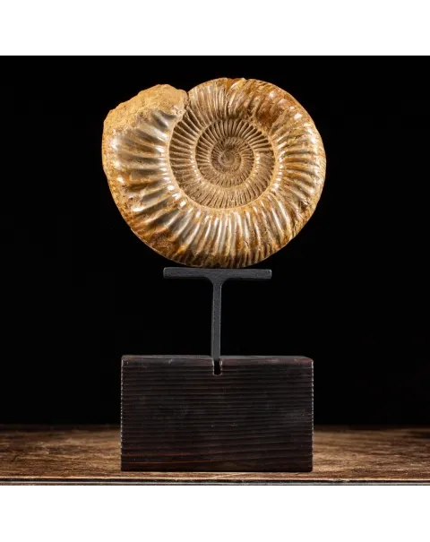 Ammonite Douvilleiceras