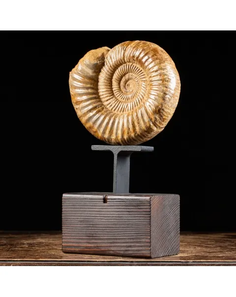 Ammonite Douvilleiceras