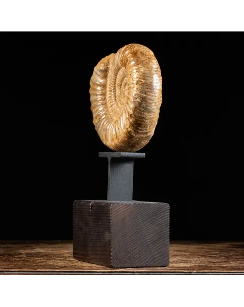 Ammonite Douvilleiceras