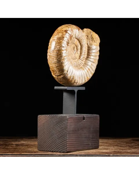 Ammonite Douvilleiceras