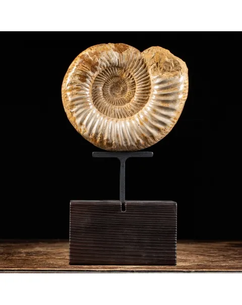 Ammonite Douvilleiceras