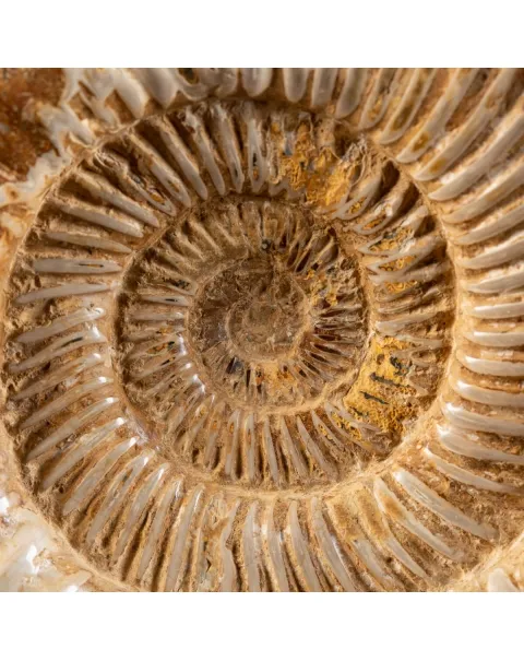 Ammonite Douvilleiceras