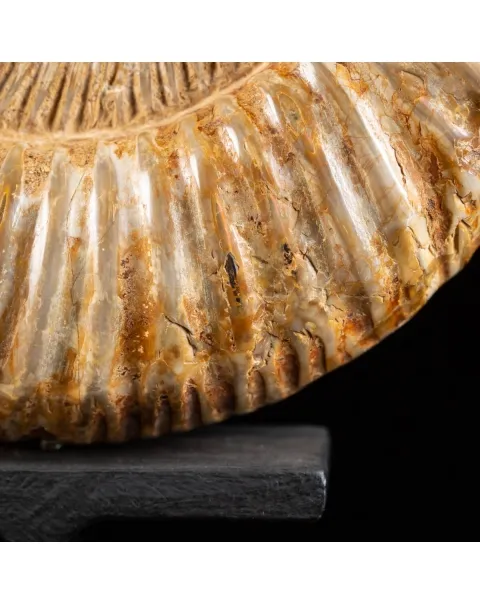 Ammonite Douvilleiceras