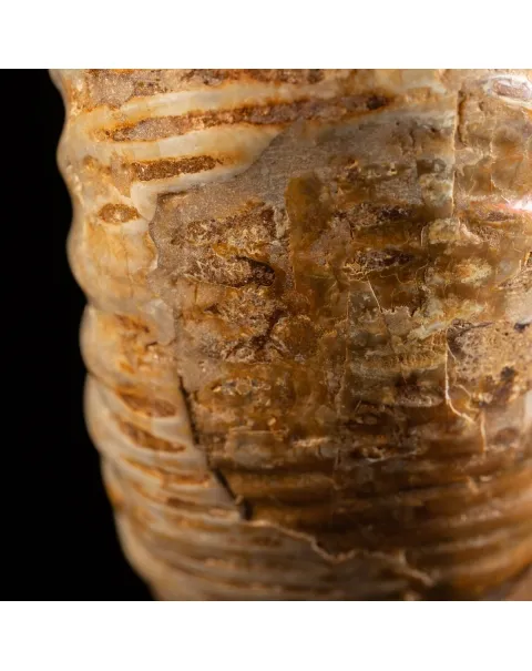 Ammonite Douvilleiceras