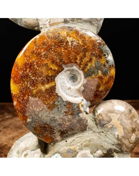 Ammoniti e Nautilus