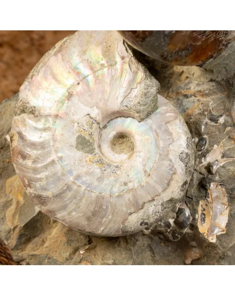 Ammoniti e Nautilus