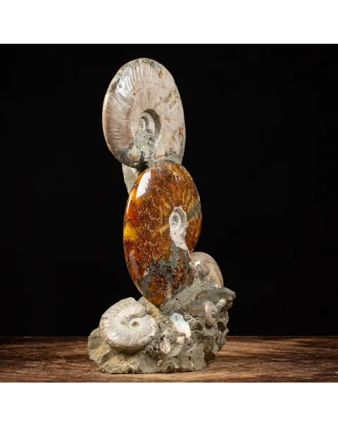 Ammoniti e Nautilus