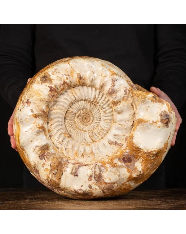 Ammonite Kranaosphinctes Sp.