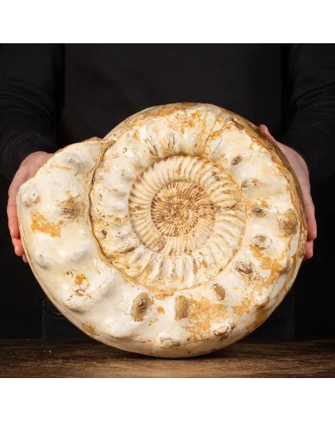 Ammonite Kranaosphinctes Sp.