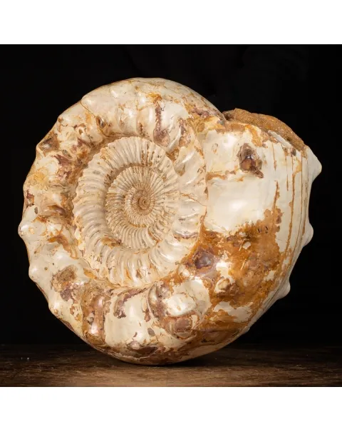 Ammonite Kranaosphinctes Sp.