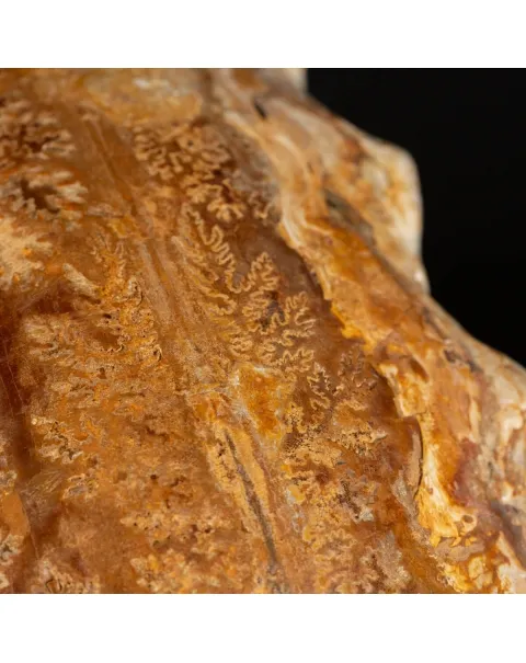 Ammonite Kranaosphinctes Sp.