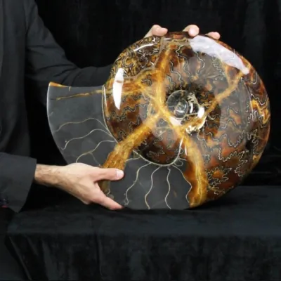 Ammonite Craspedodiscus Discofalcatus