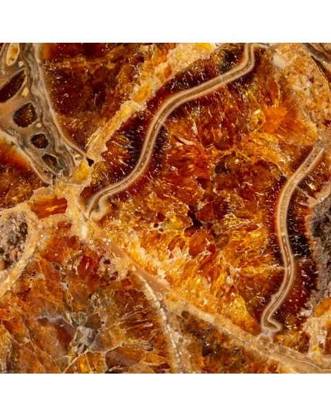 Ammonite Cleoniceras